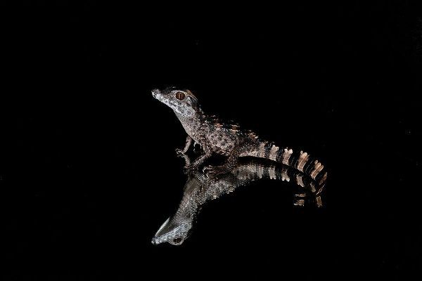 Jones, Adam 아티스트의 Crocodile Gecko-Moorish Gecko작품입니다.